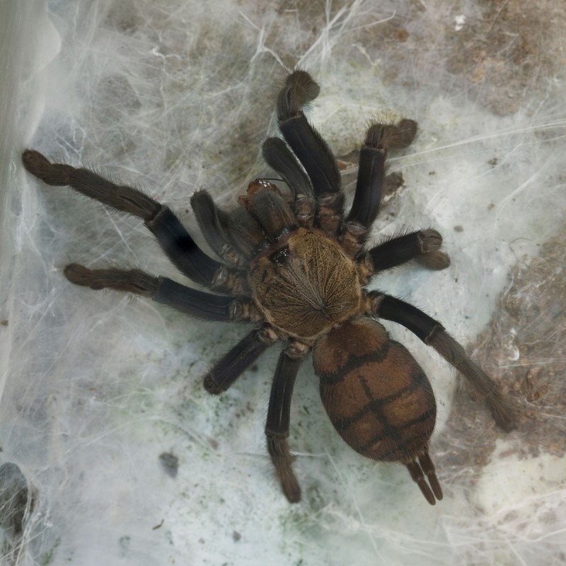 Ptasznik (Chilobrachys fimbriatus) Ptasznik (Chilobrachys fimbriatus)