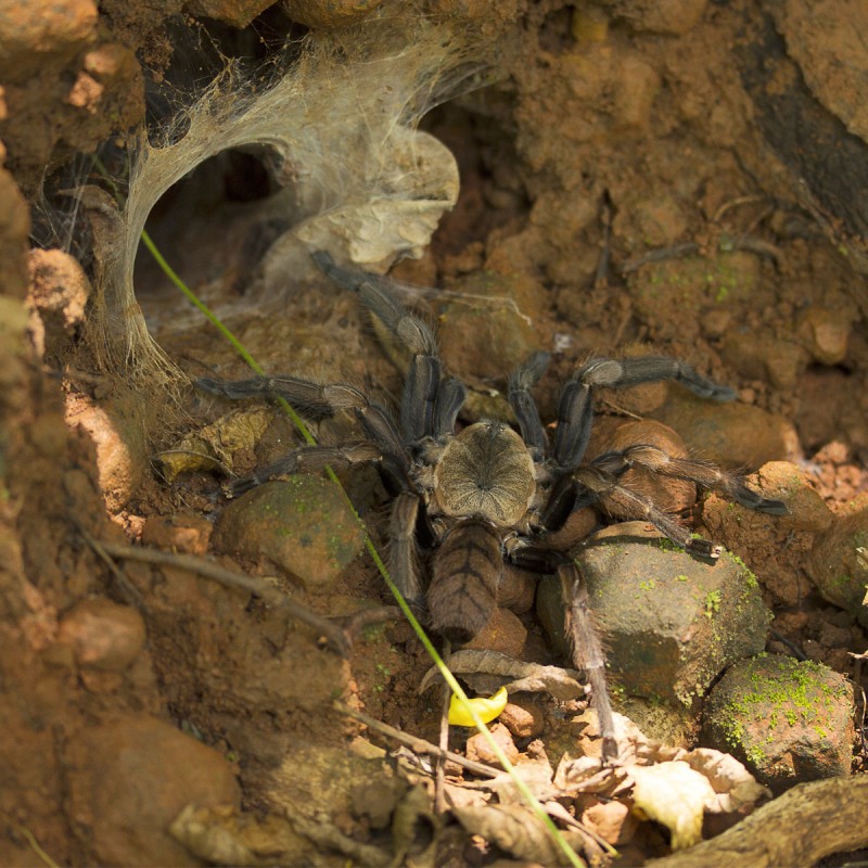 Ptasznik (Chilobrachys fimbriatus) Ptasznik (Chilobrachys fimbriatus)
