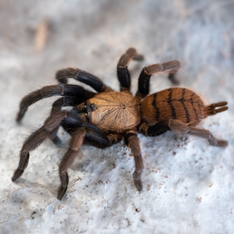 Ptasznik (Chilobrachys fimbriatus) Ptasznik (Chilobrachys fimbriatus)