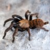 Ptasznik (Chilobrachys fimbriatus)