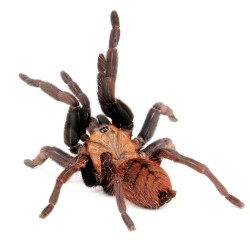 Ptasznik (Chilobrachys fimbriatus) Ptasznik (Chilobrachys fimbriatus)