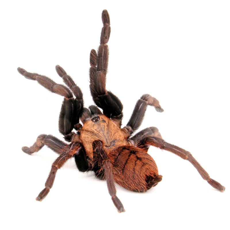 Ptasznik (Chilobrachys fimbriatus) Ptasznik (Chilobrachys fimbriatus)