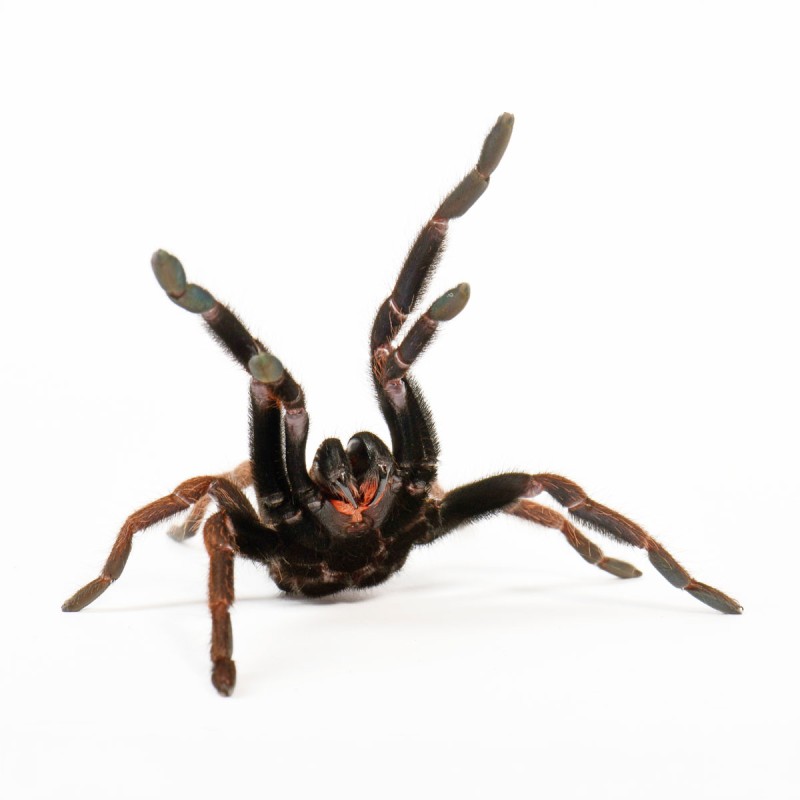 Ptasznik (Chilobrachys fimbriatus) Ptasznik (Chilobrachys fimbriatus)