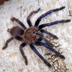 Ptasznik (Chilobrachys sp. Blue Vietnam)