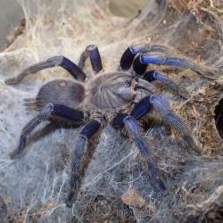 Ptasznik (Chilobrachys sp. Blue Vietnam)