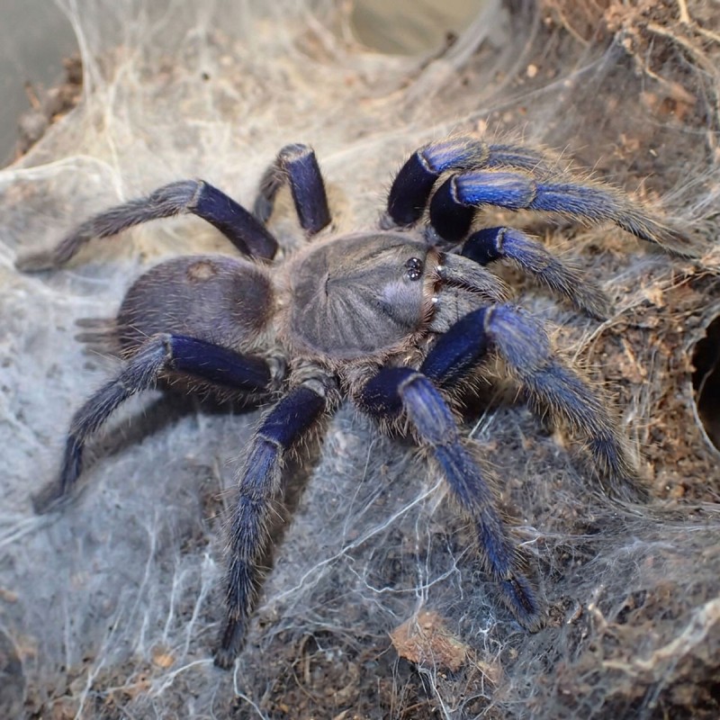 Ptasznik (Chilobrachys sp. Blue Vietnam)