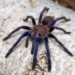 Ptasznik (Chilobrachys sp. Blue Vietnam)