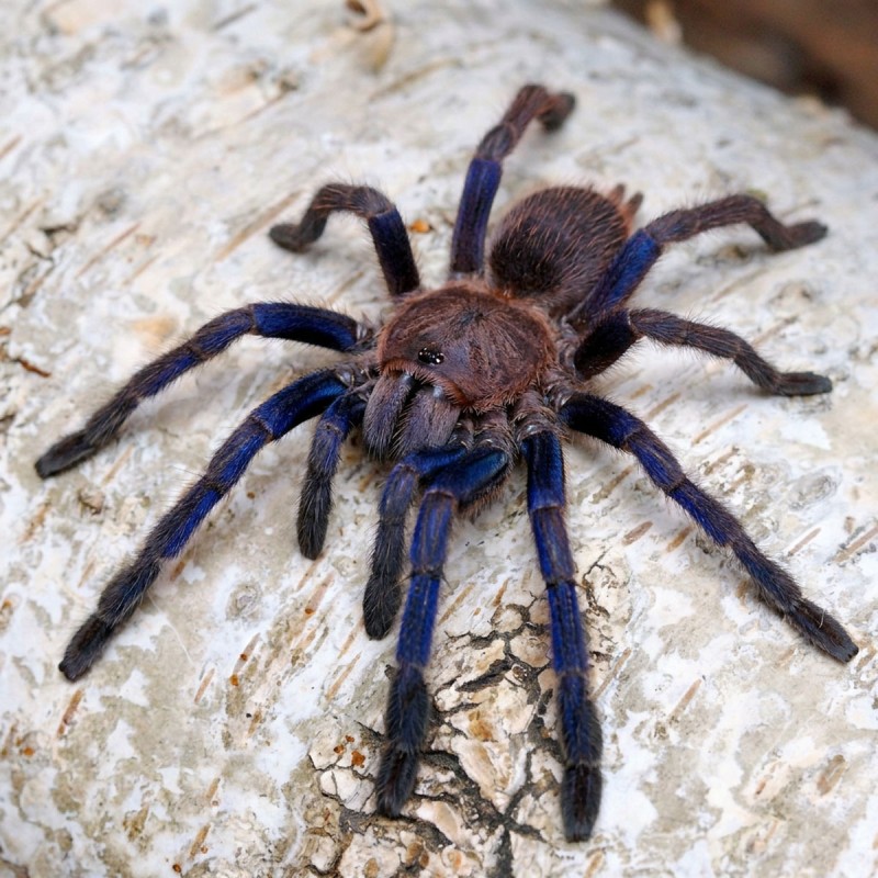 Ptasznik (Chilobrachys sp. Blue Vietnam)