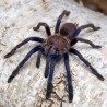 Ptasznik (Chilobrachys sp. Blue Vietnam)