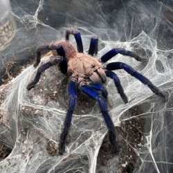 Ptasznik (Chilobrachys sp. Blue Vietnam)