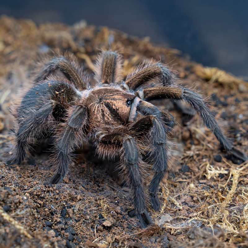 Ptasznik (Phormictopus atrichomatus) Ptasznik (Phormictopus atrichomatus)