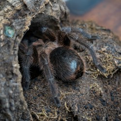 Ptasznik (Phormictopus atrichomatus) Ptasznik (Phormictopus atrichomatus)
