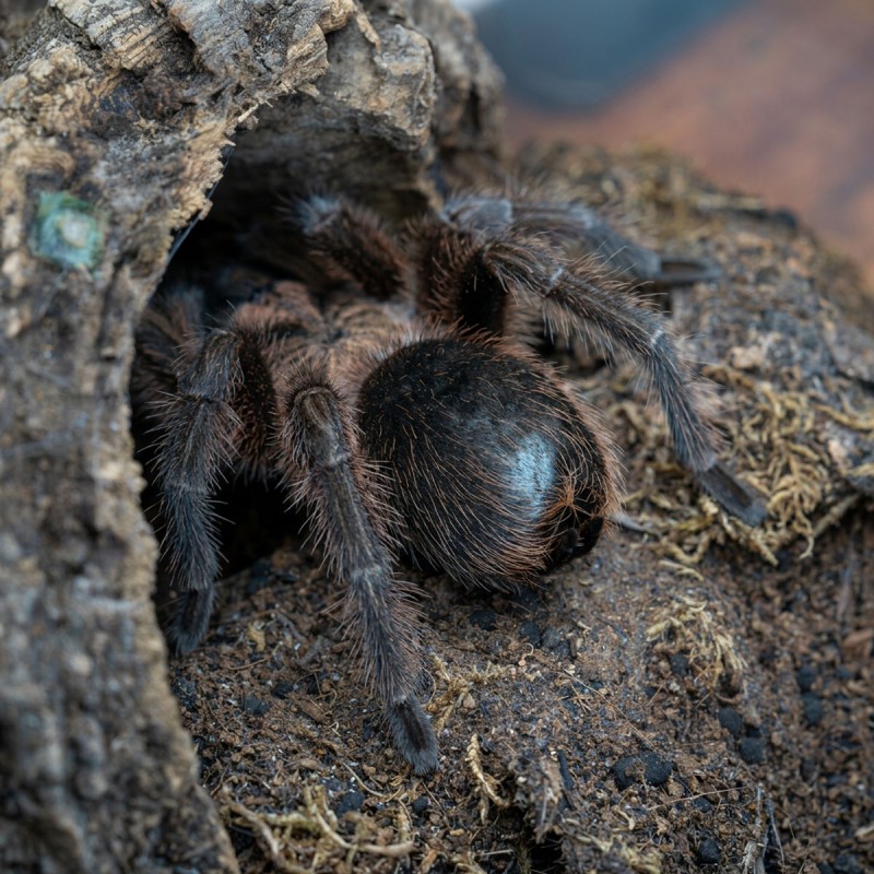 Ptasznik (Phormictopus atrichomatus) Ptasznik (Phormictopus atrichomatus)