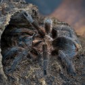 Ptasznik (Phormictopus atrichomatus) Ptasznik (Phormictopus atrichomatus)