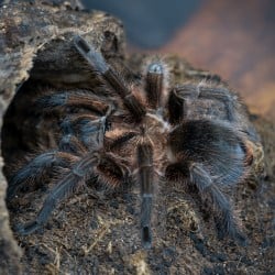 Ptasznik (Phormictopus atrichomatus)