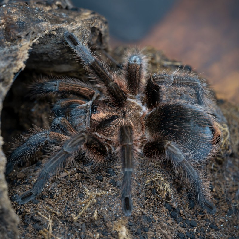 Ptasznik (Phormictopus atrichomatus) Ptasznik (Phormictopus atrichomatus)