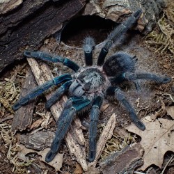 Ptasznik (Phormictopus sp. green gold carapax)