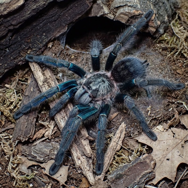 Ptasznik (Phormictopus sp. green gold carapax)