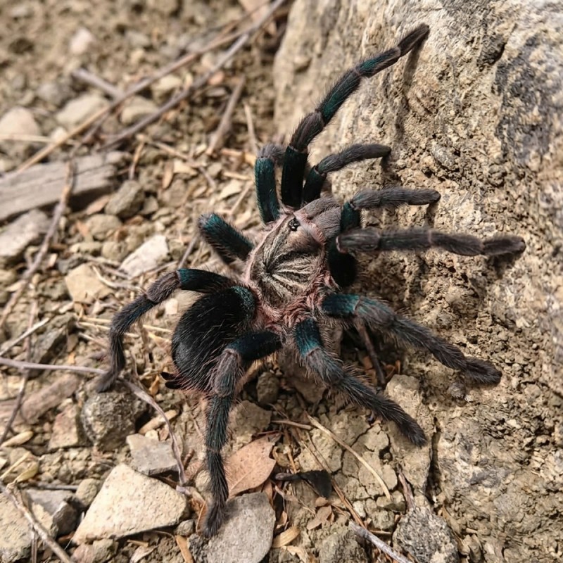 Ptasznik (Phormictopus sp. green gold carapax)