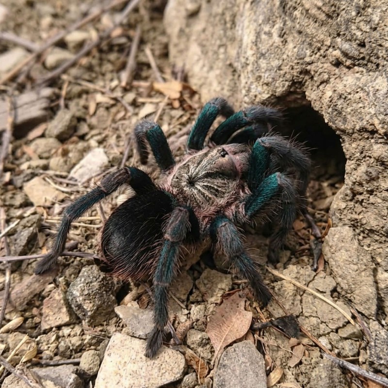 Ptasznik (Phormictopus sp. green gold carapax)