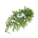 Roślina sztuczna Australian Maple ZOOMED