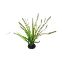 Spartina Trawa 30 cm REPTI PLANET Spartina Trawa 30 cm REPTI PLANET