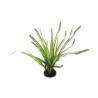 Spartina Trawa 30 cm REPTI PLANET