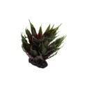 Agawa Sukulent Zielony 18 cm REPTI PLANET