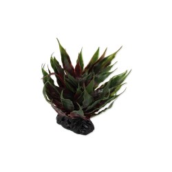Agawa Sukulent Zielony 18 cm REPTI PLANET