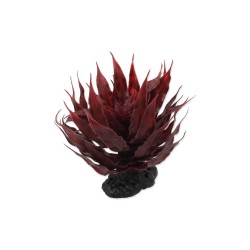 Agawa Czerwona 18 cm Sukulent REPTI PLANET