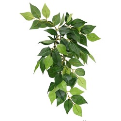 Roślina do terrarium Ficus EXO TERRA