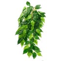 Roślina Ficus EXO TERRA