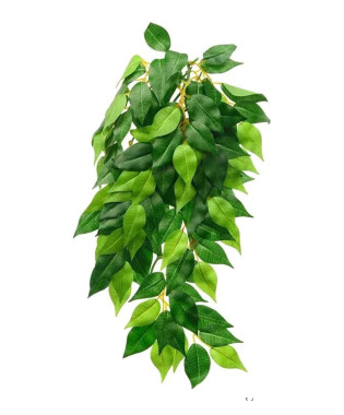 Roślina Ficus EXO TERRA