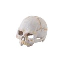 Czaszka ludzka mała Primate skull EXO TERRA