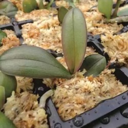 Mech torfowiec do roślin 150g BESGROW