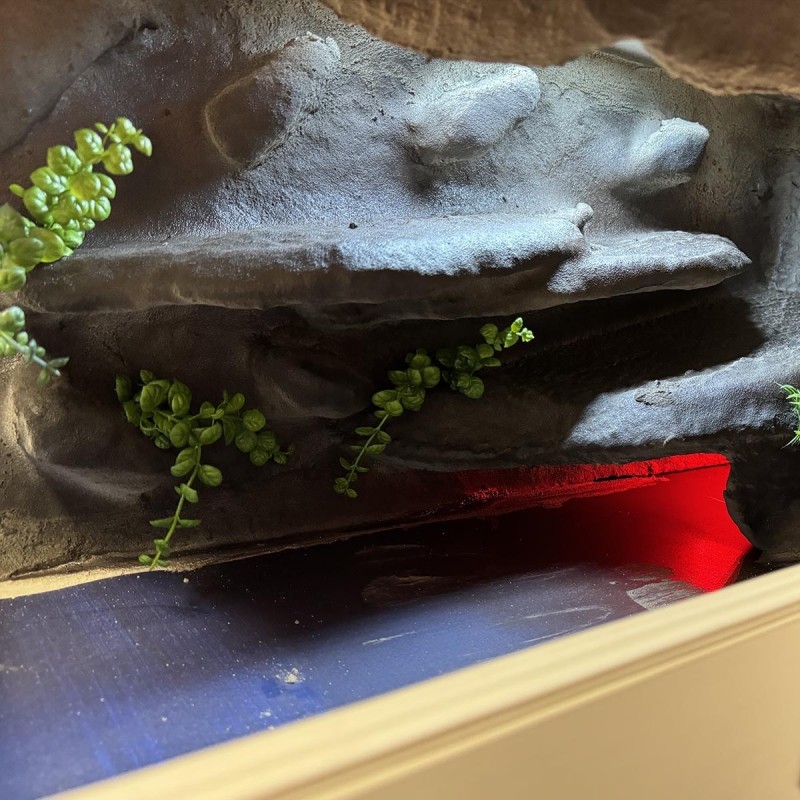 Terrarium ze ścianką Terrarium ze ścianką