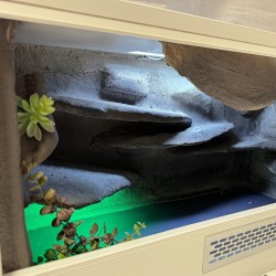 Terrarium ze ścianką Terrarium ze ścianką