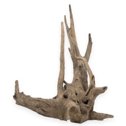 Korzeń Budda Old Tree Root