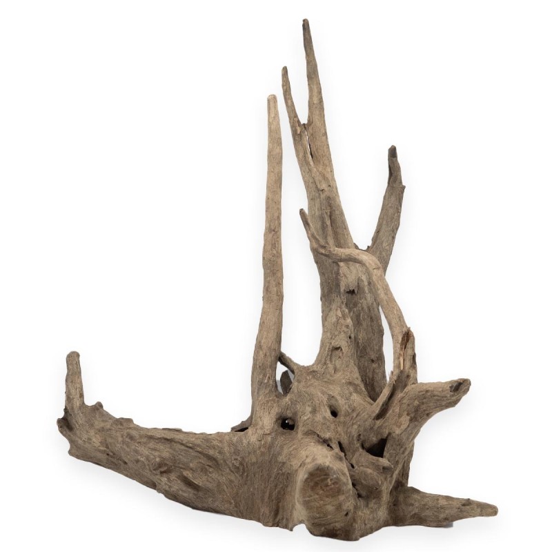Korzeń Budda Old Tree Root