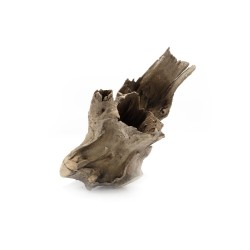 Pień Buddy Buddha Stump