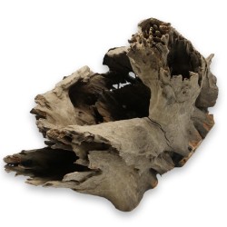 Pień Buddy Buddha Stump