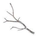 Gałąź dębu korkowego 70-80 cm