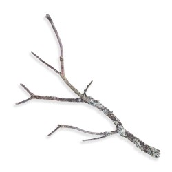 Gałąź dębu korkowego 70-80 cm
