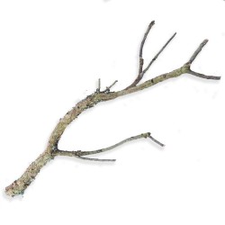Naturalna gałąź dębu korkowego 80-100 cm