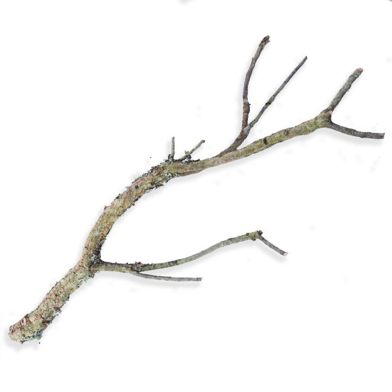 Naturalna gałąź dębu korkowego 80-100 cm