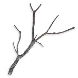 Naturalna gałąź dębu korkowego 80-100 cm