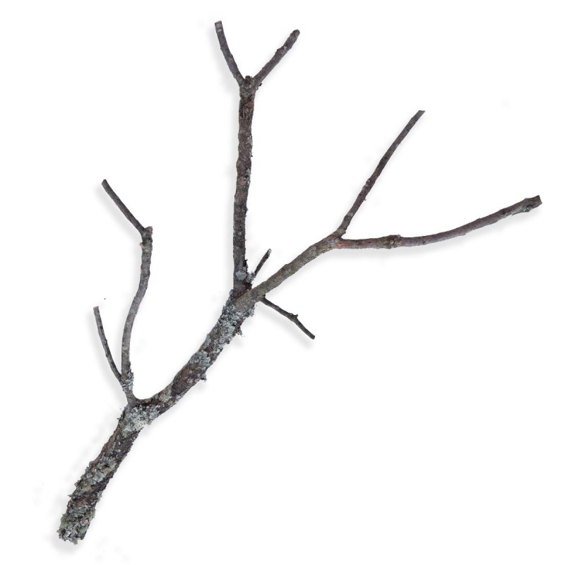 Naturalna gałąź dębu korkowego 80-100 cm