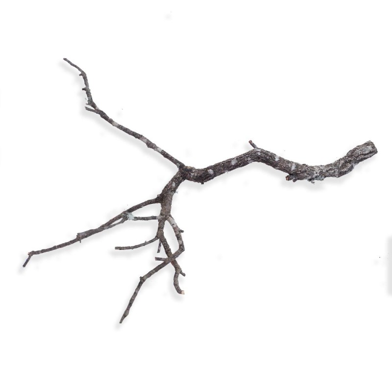 Naturalna gałąź dębu korkowego 80-100 cm