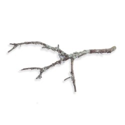 Gałąź dębu korkowego 30-50 cm Gałąź dębu korkowego 30-50 cm