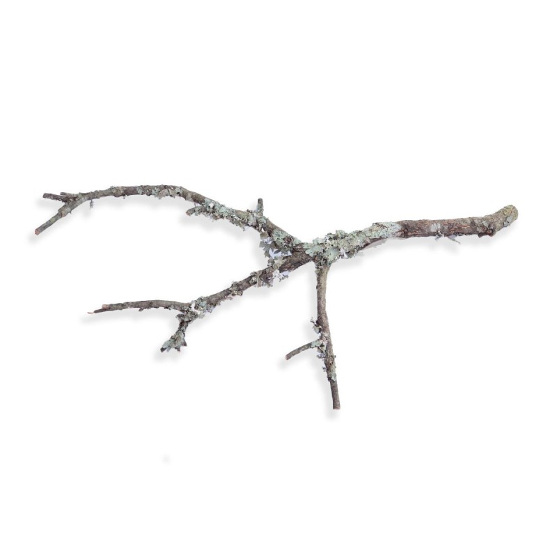 Gałąź dębu korkowego 30-50 cm Gałąź dębu korkowego 30-50 cm